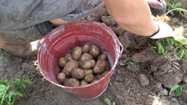На костромском северо-востоке собрали первый урожай "детского" картофеля