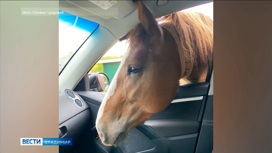 Владимирцев удивила смелая лошадь, заглянувшая в автомобиль