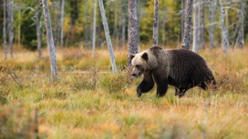 Медведица с медвежатами пришла в СНТ под Глазовом