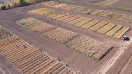 Ученые ИРГАУ исследуют популярный на полях Иркутской области рапс на урожайность и устойчивость к вредителям
