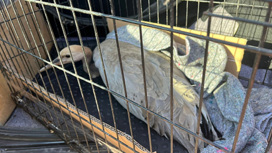 В Астраханской области на краснокнижную птицу напали собаки