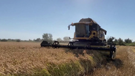 Грандиозные планы крымских производителей риса – только начало