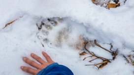 Вышел на прогулку: следы медведя заметили в горах Южного Урала