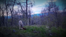 Нацпарк в Челябинской области показал тайную жизнь животных