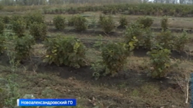Первый урожай в ореховом саду собрал фермер на Ставрополье