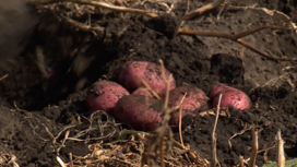 Оренбуржцев приглашают присоединиться к сбору урожая картофеля
