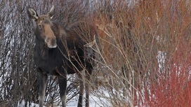 В Новосибирской области 64-летний мужчина незаконно убил лося и спрятал его под ветками