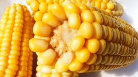 Отравленная ботулиническим токсином кукуруза могла попасть на прилавки новосибирских магазинов