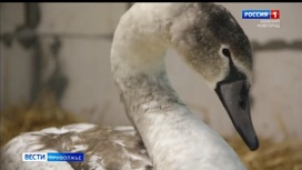 В Нижегородской области спасение краснокнижного лебедя из ледяной ловушки заняло несколько дней