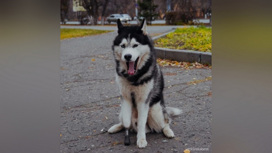 Собаке с раком кости установили протез новосибирские ветеринары
