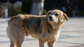 На Ставрополье с начала года специалисты отловили более 300 бездомных собак
