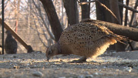 В Волгоградской области к весне на волю выпустят 500 фазанов
