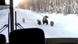 На видео попала медведица с медвежатами, засевшая на остановке