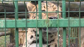Зимой в Сочи откроют курорт для диких животных