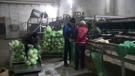 На Урале построили современный овощной склад с лентой для мойки и фасовки