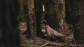Россельхознадзор выяснил причины массовой гибели фазанов на Кубани