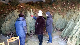 В амурских лесхозах стартовал сезон продаж новогодних елок
