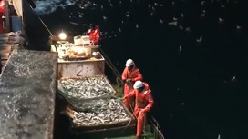 В этом году добыча сардины-иваси на Дальнем Востоке стала рекордной