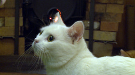 Символ года может быть белым и пушистым. "Вести-Псков" познакомились с необычной кошкой Бусинкой