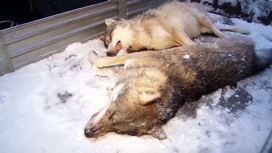 Численность волков в Архангельской области превышена более чем в два раза