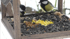 Орнитологи рассказали о правильном корме для зимующих птиц