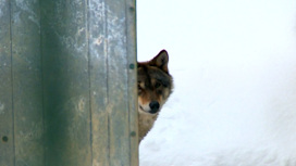 Смоленскую область захватывают волки