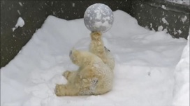 Медведь Кай поиграл с мячом на камеру в новосибирском зоопарке