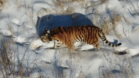 В Амурской области пограничники сняли прогуливающуюся тигрицу