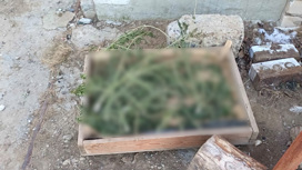 У жителя Волгоградской области обнаружили более 3,5 килограммов высушенной конопли