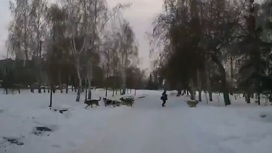 Омский водитель выехал на тротуар ради спасения ребенка от собак