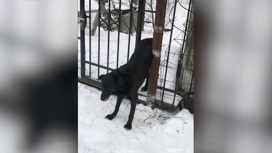 В Подмосковье спасатели освободили застрявшую в заборе собаку