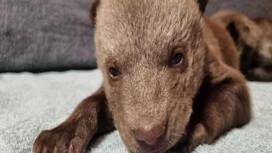 Охотник под Псковом нашёл двух брошенных новорождённых медвежат