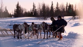 В Ненецком округе проведению убойной кампании поможет новый комплекс по обработке шкур северного оленя