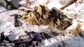 Тигра заподозрили в убийстве охотника в Хабаровском крае