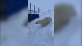 На месторождении в ЯНАО белый медвежонок обосновался в вахтовом поселке