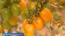 Тюменские агрономы научились выращивать томаты без земли и солнца