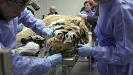 Пойманного тигра осмотрели ветеринары