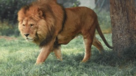 Лев из зоопарка заразил смотрителя коронавирусом