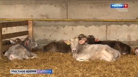 В марте вступил в силу новый закон о побочных продуктах животноводства