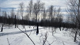 Два браконьера на лыжах зарезали застрявших в снегу косуль в Новосибирской области