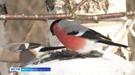 Фотографии редких птиц можно увидеть в Череповецком Музее природы
