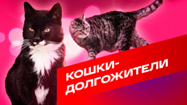 Старейшие кошки мира, попавшие в Книгу рекордов
