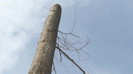 Пятиметровые пни: такое название красноярцы дали деревьям после обрезки