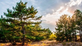 Дьяковский лес в Саратовской области станет национальным парком