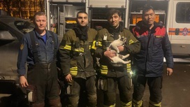 Кота-механика вытащили из-под капота машины на юге Москвы