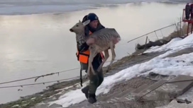 В башкирском Салавате спасатели вытащили из реки косулю