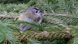 Самая маленькая птица России врезалась в оконное стекло в Тверской области