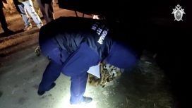 Браконьеры застрелили амурского тигра в Хабаровском крае