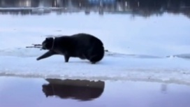 Дрейфовавшего на льдине по Волге кота спасли очевидцы