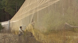 Орнитологи на Куршской косе ловят пернатых при помощи рыболовной сети